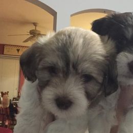 Havanese Puppies from Cloud 9 Havanese