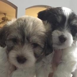 Havanese Puppies from Cloud 9 Havanese