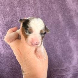 Blue Merle Male 2 - Blue merle male Miniature American Shepherd puppy in Connecticut from Novus Kennels