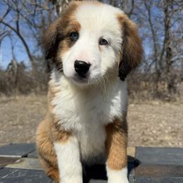 Duke - Chocolate merle male Bernedoodle puppy in Sioux Falls, South Dakota from WhiskeyCreek Doodles