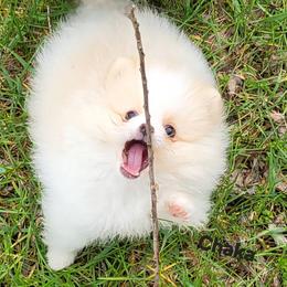 Chaka - Cream parti male Pomeranian puppy in Paw Paw, Michigan from Fairy Tale Poms & English Toy Spaniels