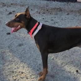 Luna the Puna Nelms - Doberman Pinscher