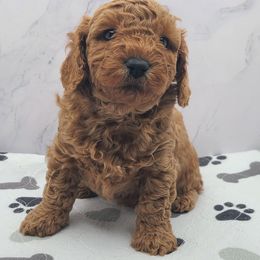Milo - Red  male Poodle puppy in Kannapolis, North Carolina from Carolina Great Danes & Toy Poodles
