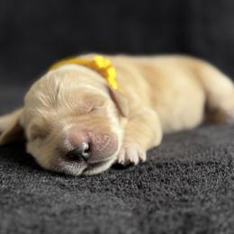 Boy 4 - Light golden male Golden Retriever puppy in Scio, Oregon from Stackhouse Family Farm