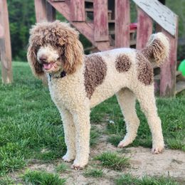Gypsy - Poodle