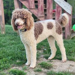 Gypsy - Poodle
