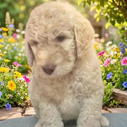 Jefferson - Cream male Goldendoodle puppy in Tybee Island, Georgia from Castaway Doodles