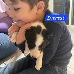 Everest - White and black male Shetland Sheepdog puppy in Kaycee, Wyoming from Heavenly Shelties