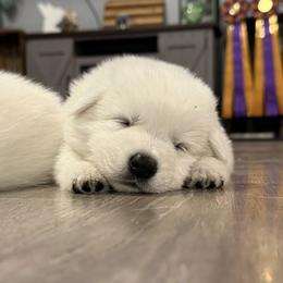 Girl 1 - White female Berger Blanc Suisse puppy in Valparaiso, Indiana from Foreman’s White Swiss Shepherds