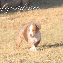Independence - Red merle female Miniature Australian Shepherd puppy in Grandfield, Oklahoma from Hunt Farms Australian Shepherds
