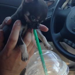 Chihuahua Puppies from Chilove Chihuahuas