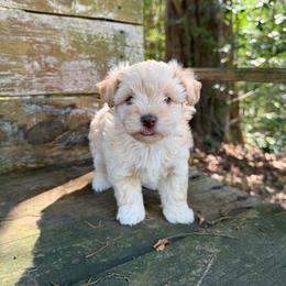 Willow(was Baby Ruth) - Wheaten female Miniature Schnauzer puppy in Clover, South Carolina from Bobo’s Babies Kennels