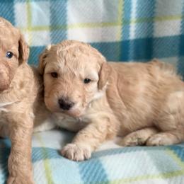 Nash - Yellow and white male Bernedoodle puppy in Warrensburg, Missouri from Dreamer Ridge Puppies