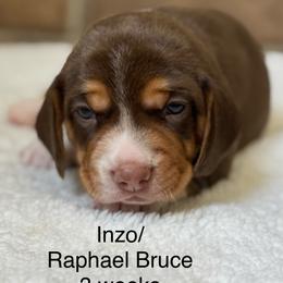 Inzo - Brown white and tan male Beagle puppy in Rogersville, Missouri from Hales Little Beagle Haven