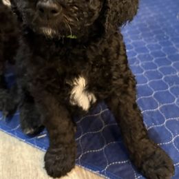 Goldendoodle Puppies from AZ Stickerdoodles