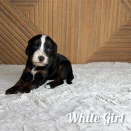 White girl - Tri-color female Bernedoodle puppy in Modesto, California from Two Doods Doodles