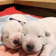 Berger Blanc Suisse Puppies from Foreman’s White Swiss Shepherds