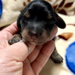 Coy - Blue and cream male Dachshund puppy in Barnesville, Pennsylvania from Dachsy