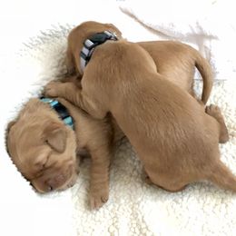 Golden Retriever Puppies from Glenmac Goldens