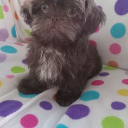 Prince - Chocolate male Shih Tzu puppy in Sulpher Springs, Texas from Pams Precious Shih Tzus