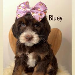 Bluey - Tri-color female Australian Labradoodle puppy in Arden, North Carolina from Kismet Labradoodles
