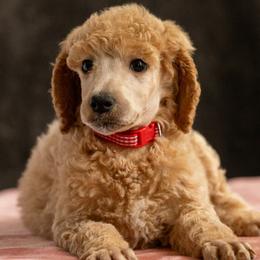 Red Collar - Apricot female Poodle puppy in Grimsley, Tennessee from Above Standard Poodles