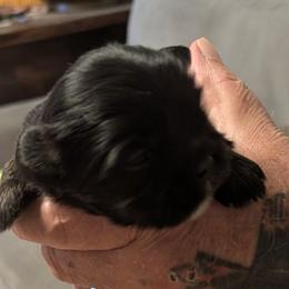 Micky - Grizzle male Lhasa Apso puppy in Fort Worth, Texas from Cynthia's Lhasa Apsos