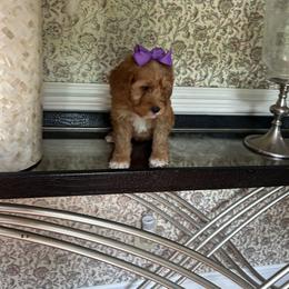 Donna - Red  female Goldendoodle puppy in Mint Hill, North Carolina from DoodleForever
