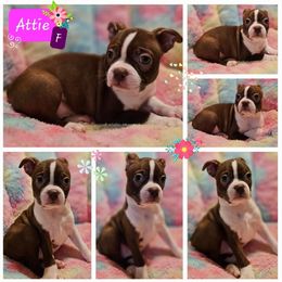 Attie - Boston Terrier puppy in Boston, Massachusetts from Boston Collections