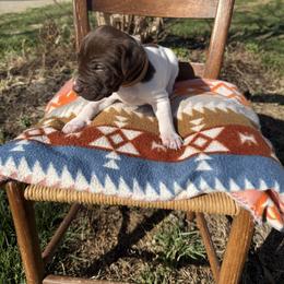 Brown - Liver and white male German Shorthaired Pointer puppy in Union Hall, Virginia from Rustic Creek Farms