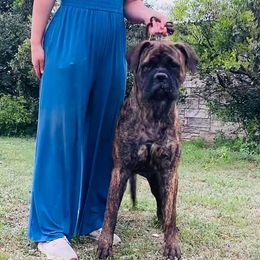 JoJo - Bullmastiff