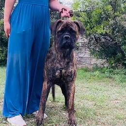JoJo - Bullmastiff