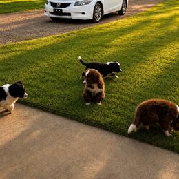 Haddie - Black & white female Miniature Australian Shepherd puppy in Jones, Oklahoma from J&R Aussies/Shih Tzu