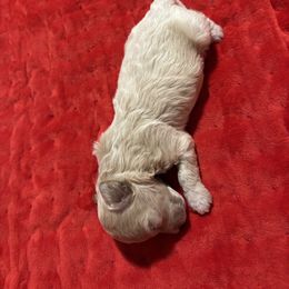 Poodle Puppies from Lixira Poodles