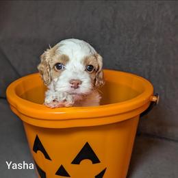 Yasha - Red and white female Cockapoo puppy in Sunset, Louisiana from Cano Cockapoos