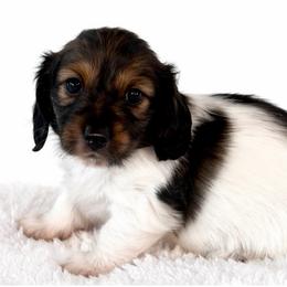 Suzie - Piebald female Dachshund puppy in Homestead, Florida from Florida Mini Dachshunds