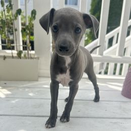 Italian Greyhound Puppies from Julia's Italian Greyhounds