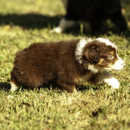 Boy 2 - Red tri-color male Miniature American Shepherd puppy in Franklinville, North Carolina from Fine Hill Miniature Americans