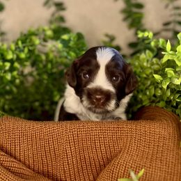 St. Nick - Chocolate male Australian Labradoodle puppy in Brush Prairie, Washington from Fancy Pants Labradoodles