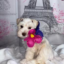 Paris - Wheaten female Miniature Schnauzer puppy in St. Cloud, Florida from Koki’s Paws Legacy