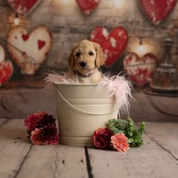 Goldendoodle Puppies from Hogan Family-Raised F1b Gooldendoodles