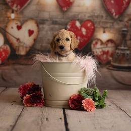 Goldendoodle Puppies from Hogan Family-Raised F1b Gooldendoodles