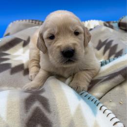 Female 1 - Light golden female Golden Retriever puppy in Spanaway, Washington from 11 Oaks Kennels