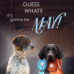 German Shorthaired Pointer puppies from Ballard Gun Dogs
