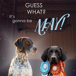 German Shorthaired Pointer puppies from Ballard Gun Dogs