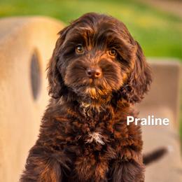 Praline - Chocolate female Australian Labradoodle puppy in Redding, California from Shasta Royal Monroe Puppies