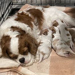 Tutter - Cavalier King Charles Spaniel
