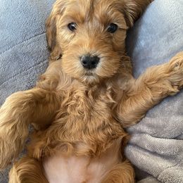 Rolo - Goldendoodle puppy from Lola Bear Goldendoodles