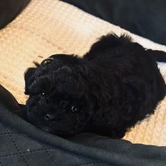 Pup 2 - Black and white female Shichon puppy in Grand Rapids, Michigan from Great Lakes Teddy Bear Dogs