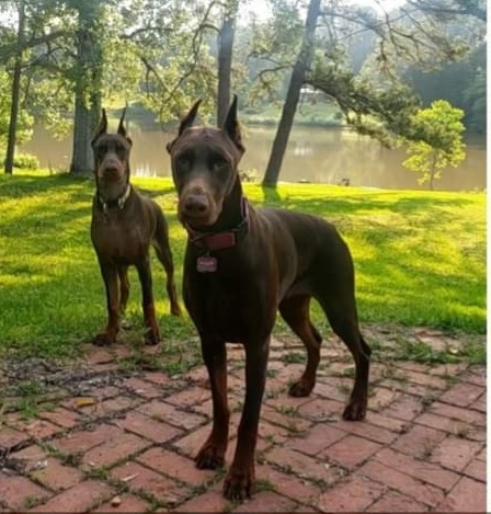 Bailey - Doberman Pinscher